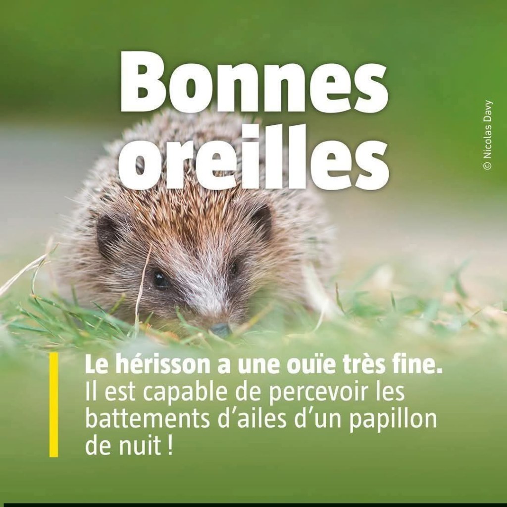 L’ouïe du hérisson.