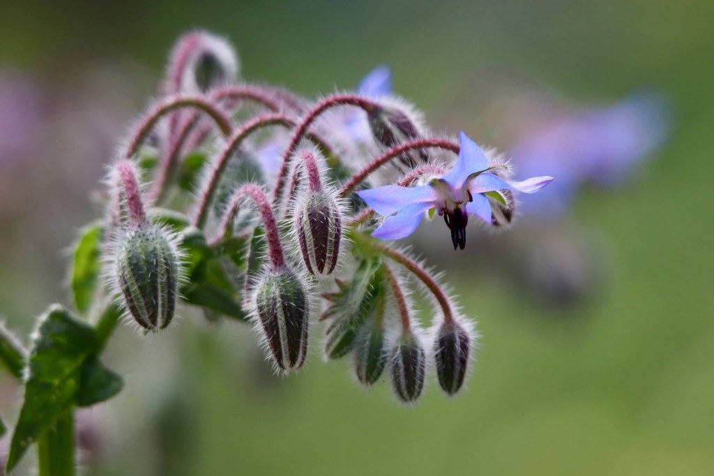 Découvrons la bourrache, ses bienfaits pour la&nbsp;biodiversité.